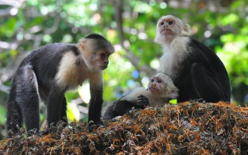 Семейство капуцинов Семейство капуцинов