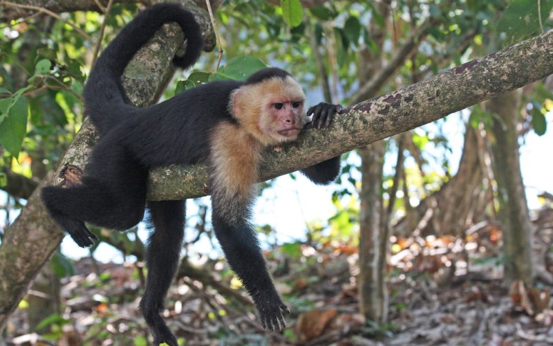 Висит на дереве Висит на дереве