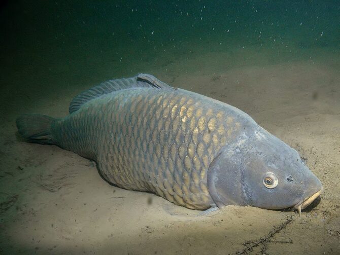 Ловля карпа зимой на пруду - техника, выбор наживки и снастей