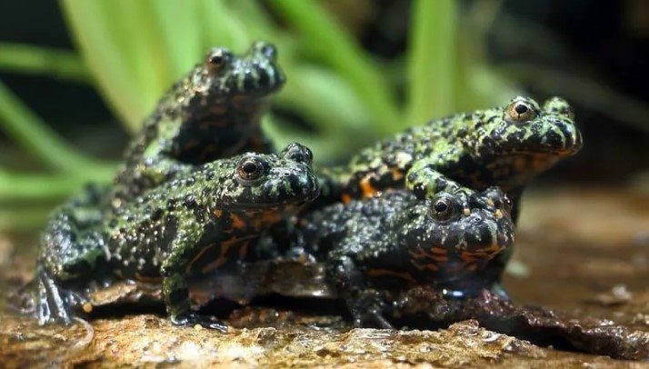 краснобрюхая жерлянка 16