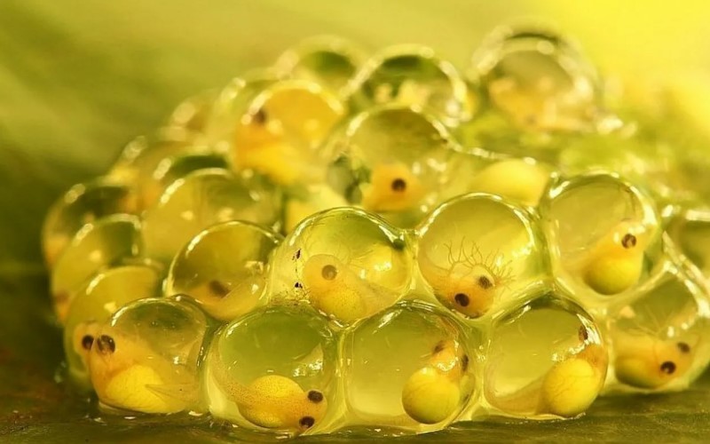 краснобрюхая жерлянка 18