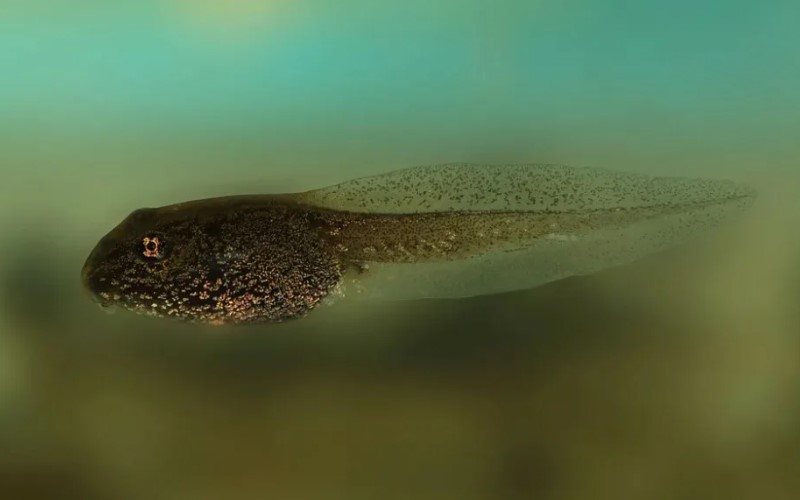 краснобрюхая жерлянка 19