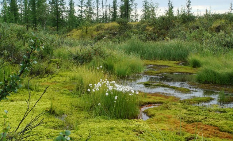 краснобрюхая жерлянка 2