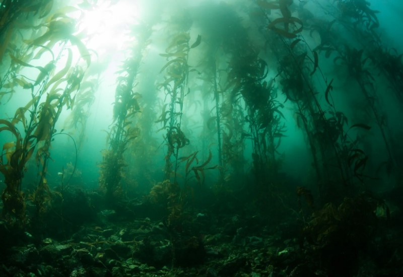 краснобрюхая жерлянка 3