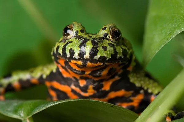 краснобрюхая жерлянка 4