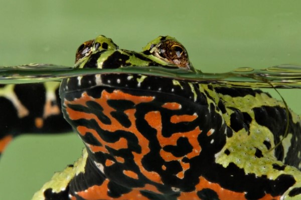 краснобрюхая жерлянка 5