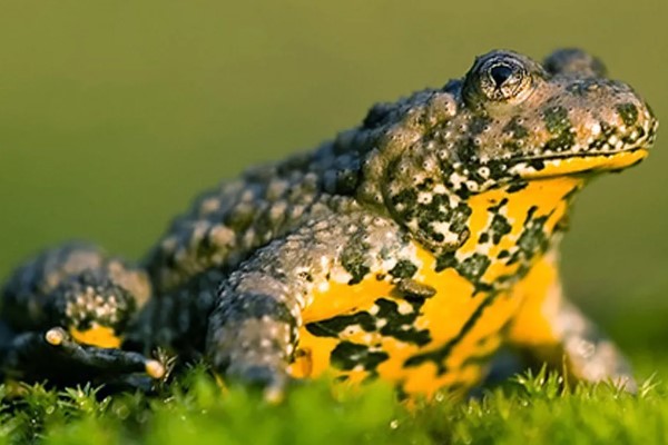 краснобрюхая жерлянка 6