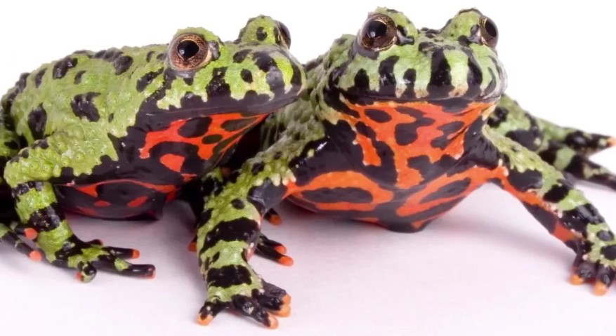 краснобрюхая жерлянка 7