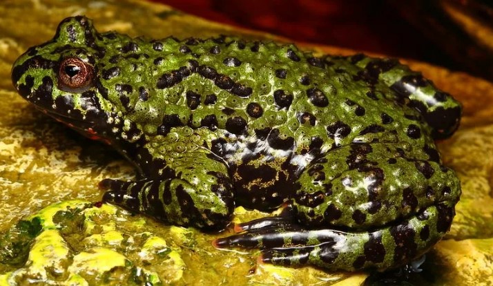 краснобрюхая жерлянка 8