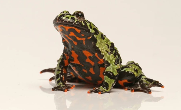 краснобрюхая жерлянка 9