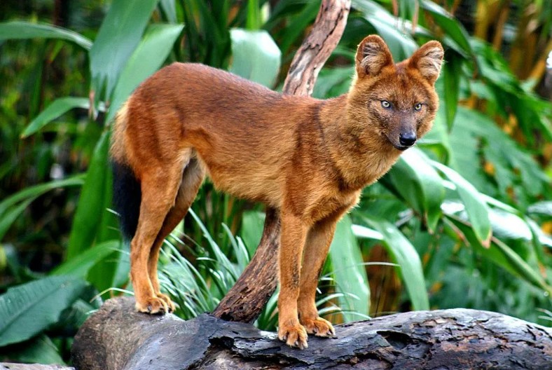 красный волк 10