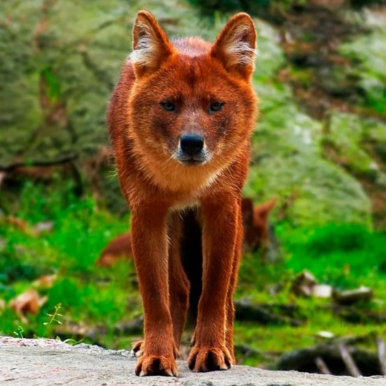 красный волк 11