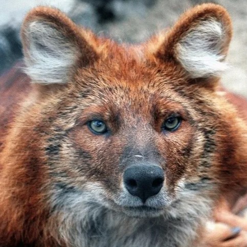 красный волк 12