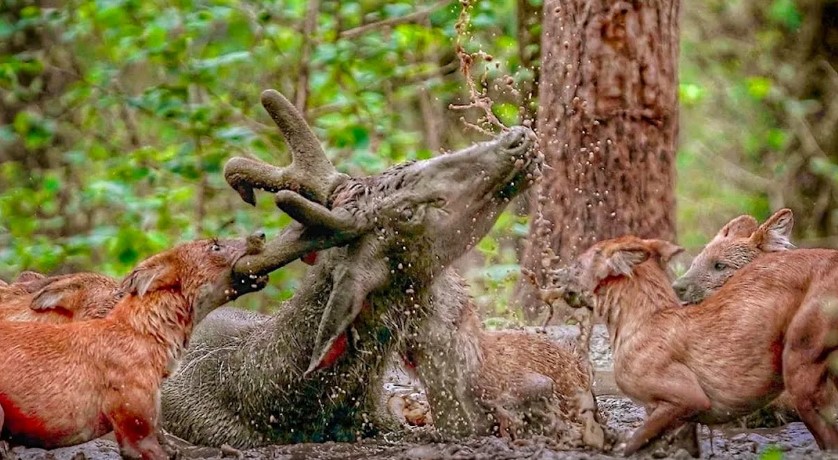 красный волк 13