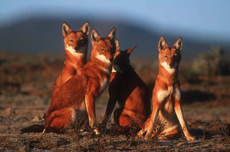 красный волк 5