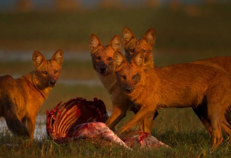 красный волк 6