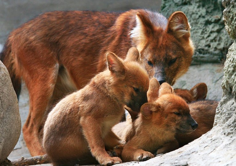 красный волк 7