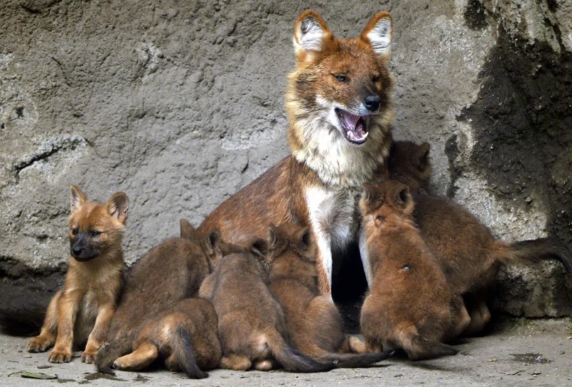 красный волк 8