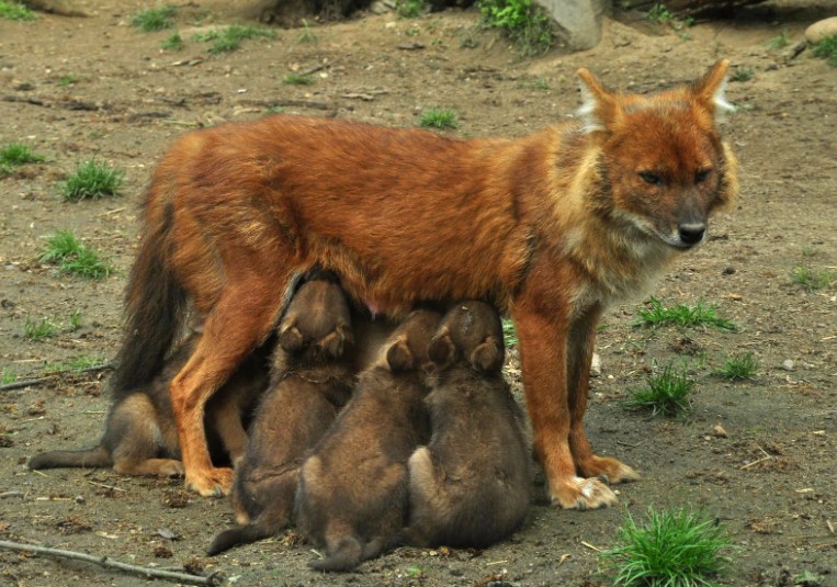 красный волк 9