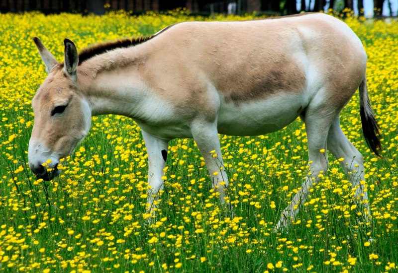 Есть траву Есть траву