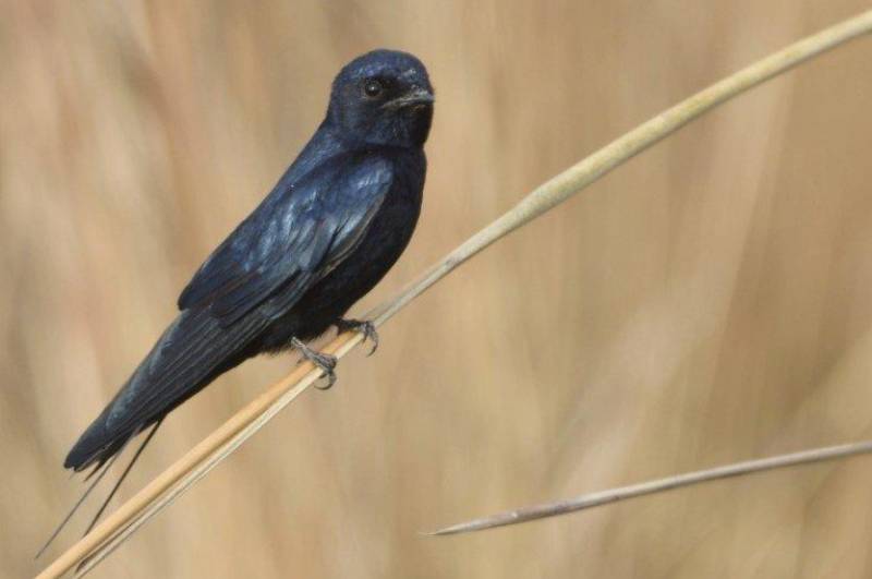 Где зимуют ласточки из России - описание, особенности и интересные факты