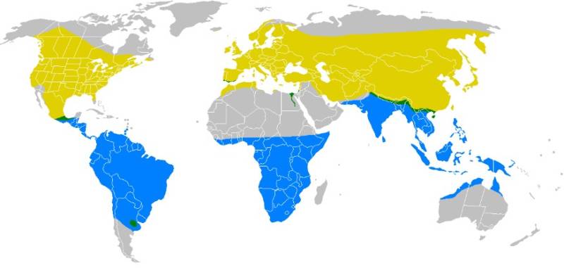 Где зимуют ласточки из России - описание, особенности и интересные факты