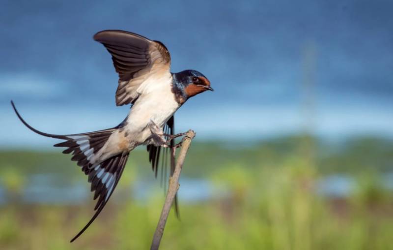 Где зимуют ласточки из России - описание, особенности и интересные факты