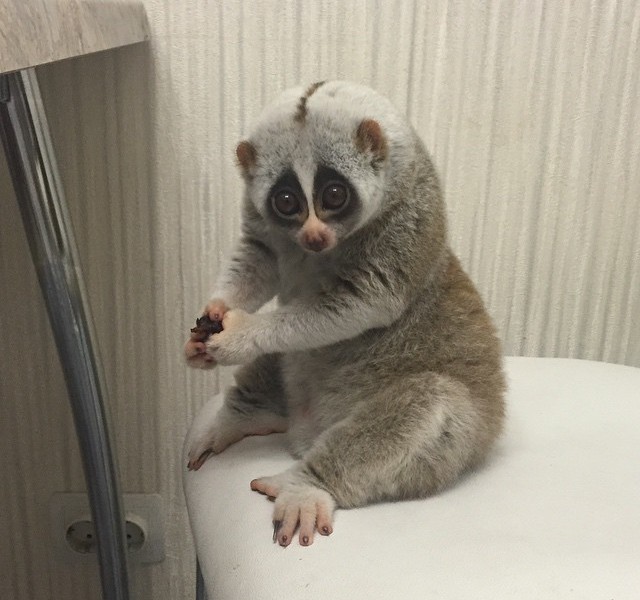 Лори дома на стуле