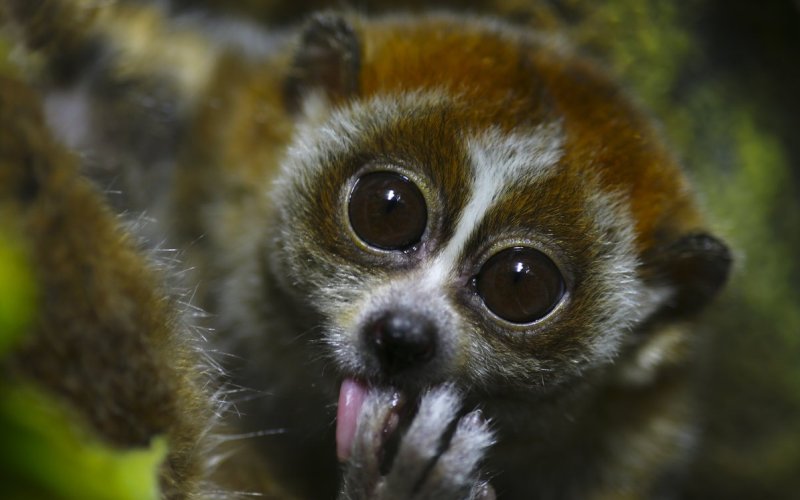 Лицо лемура