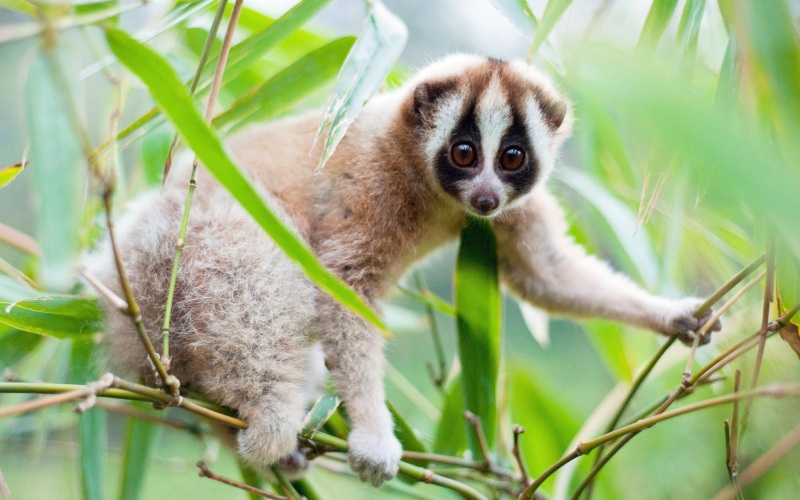 Между ветвями