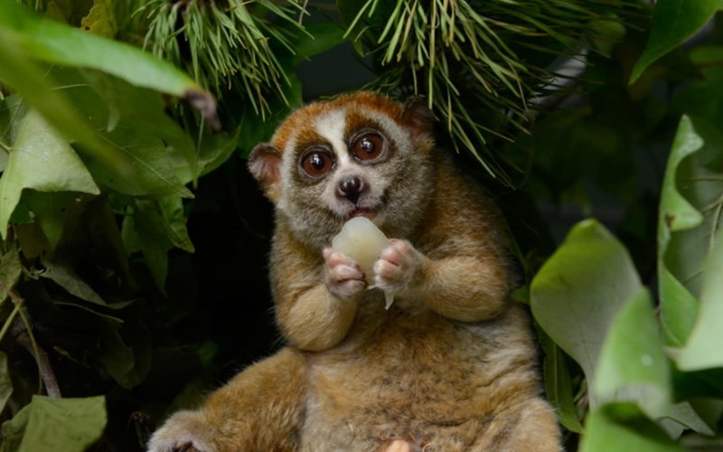 есть фрукты