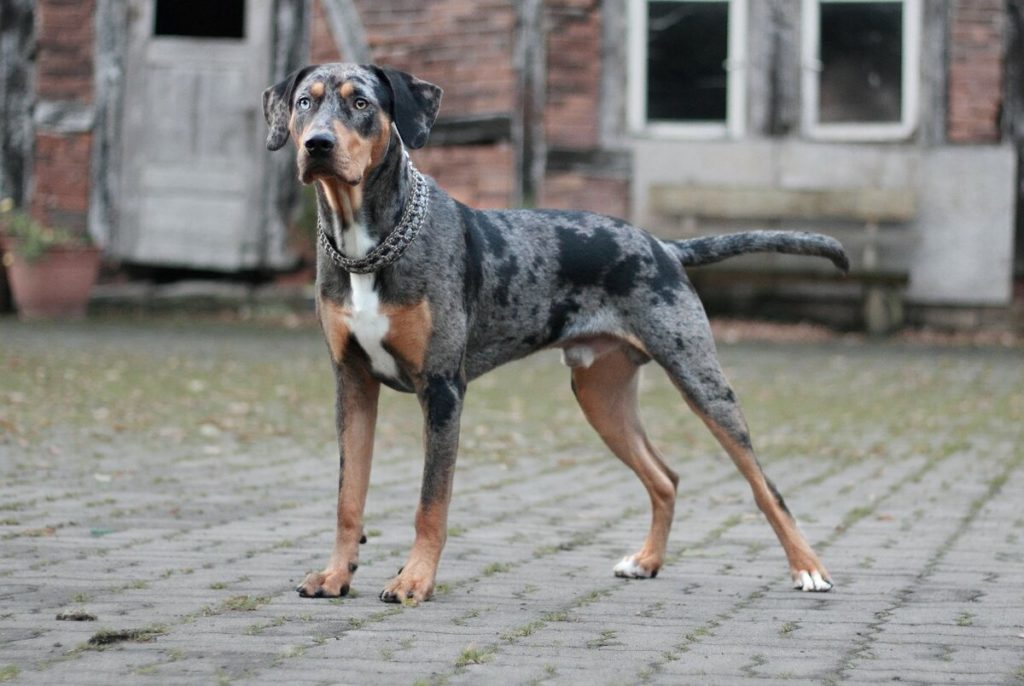 Леопардовая собака Катахулы фото