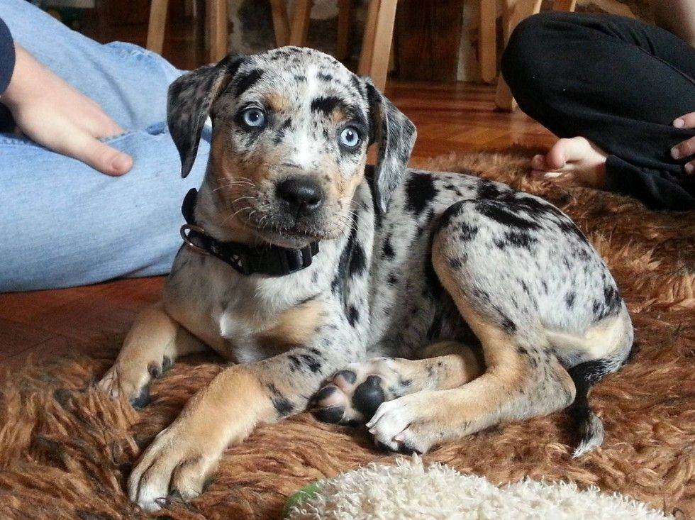 Леопардовая собака Катахулы - щенок