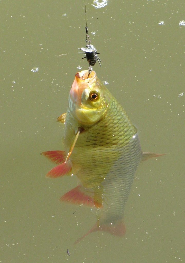 Все о красноперке: биологическая характеристика, место обитания и рыбалка