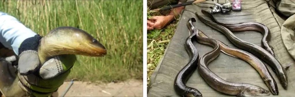 Конгер (морской угорь)