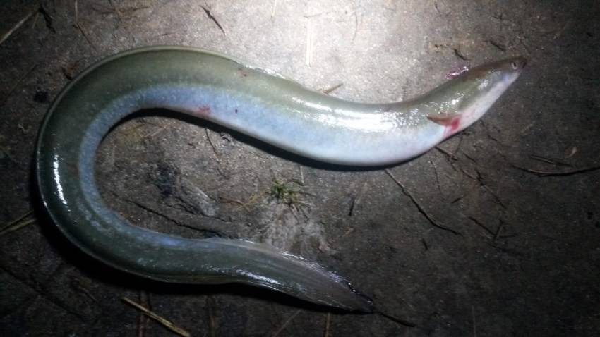 Конгер (морской угорь)