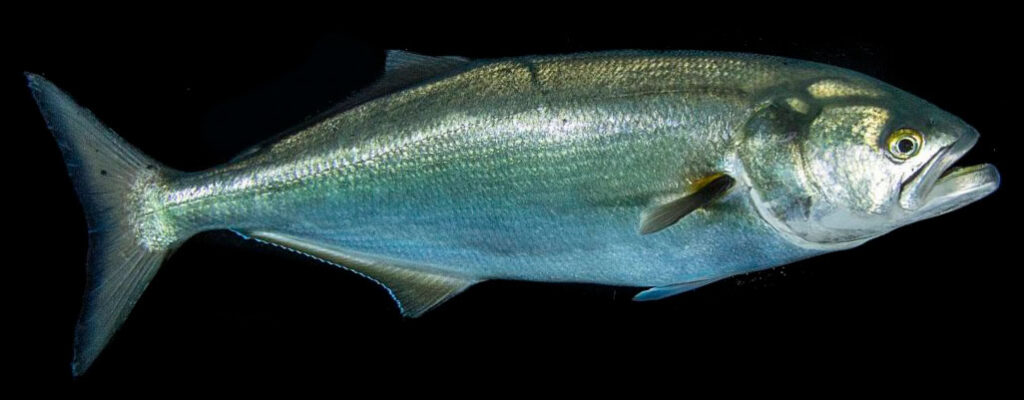 Как приготовить луфарь черноморский - рецепт приготовления в духовке