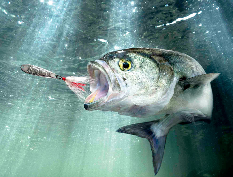 Рыба луфарь