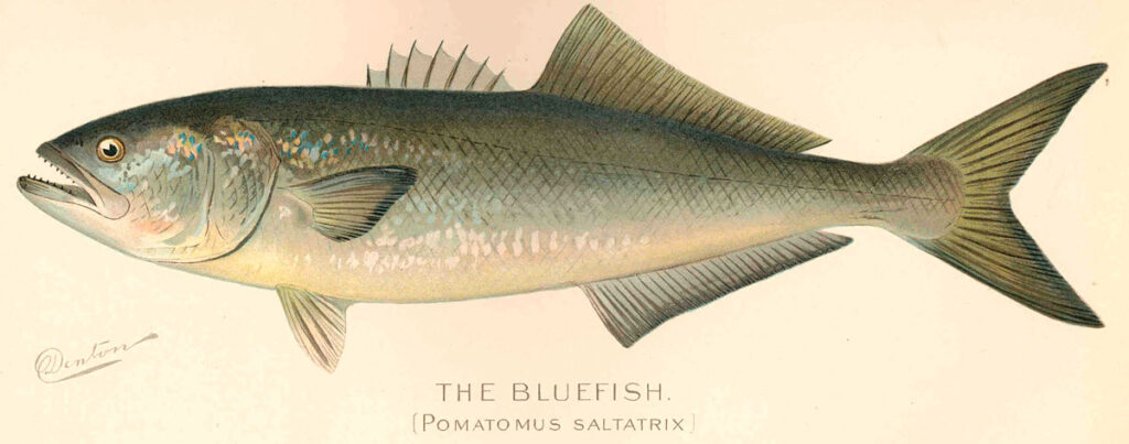 Рыба луфарь