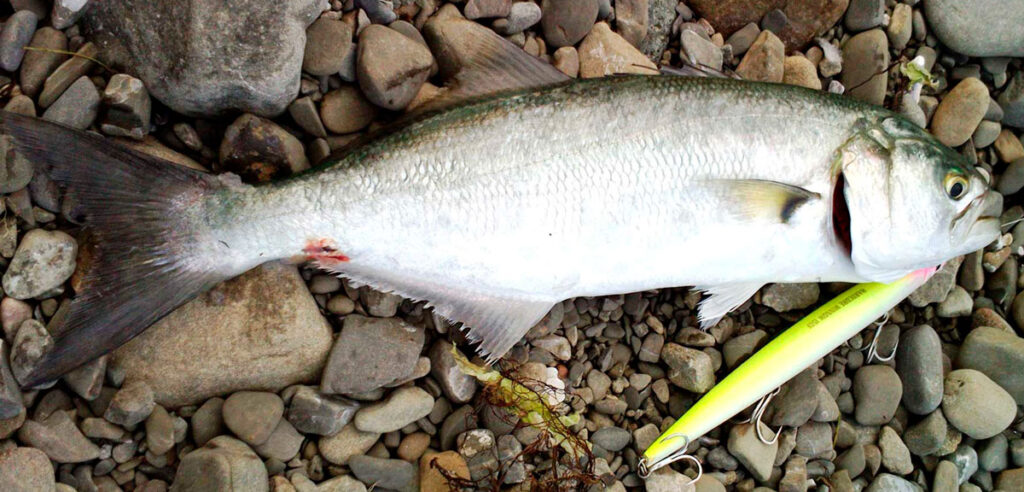 Рыба луфарь