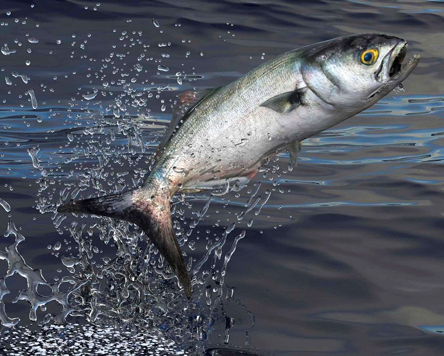 Рыба луфарь