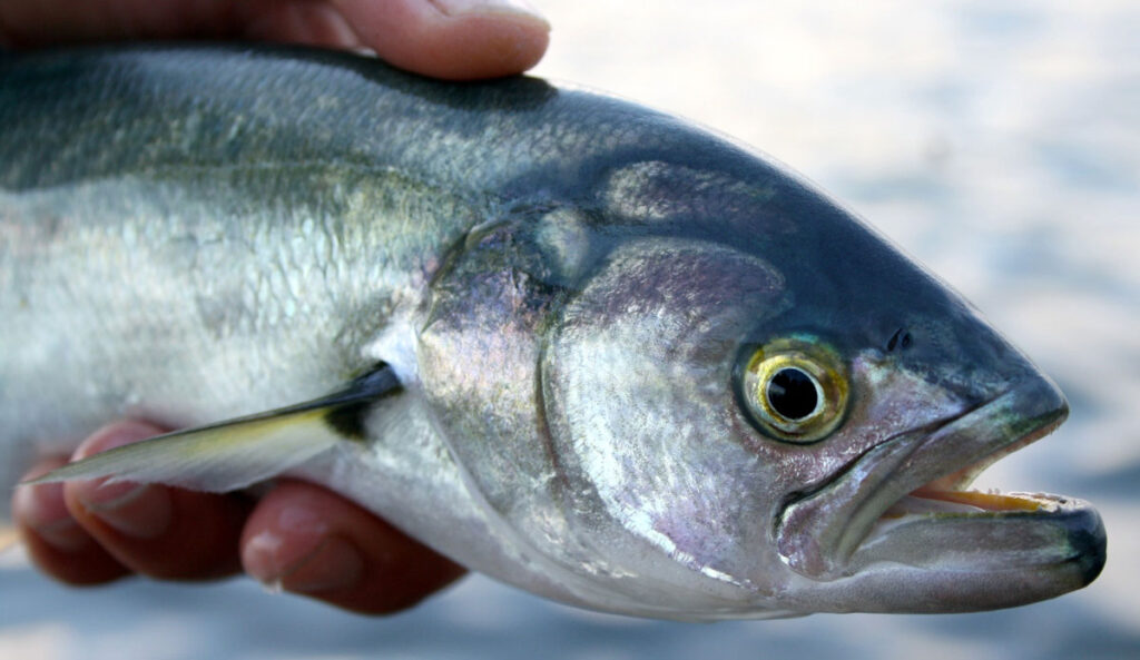 Рыба луфарь