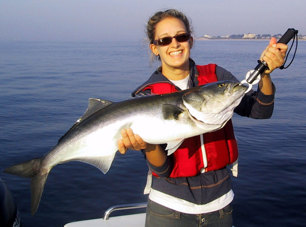 Рыба луфарь