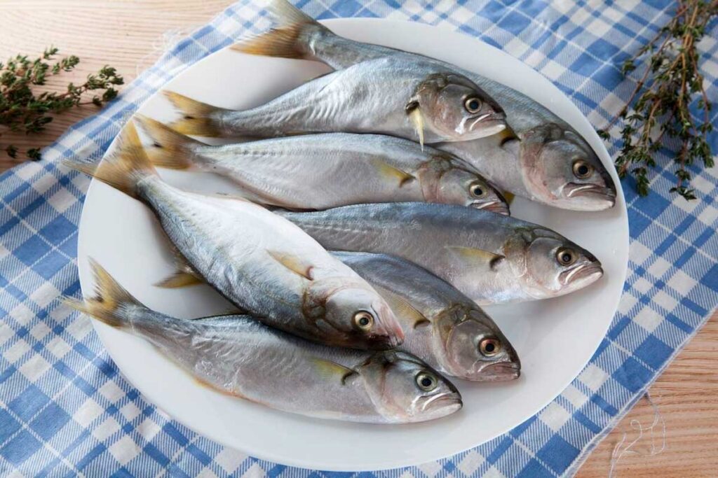 Рыба луфарь