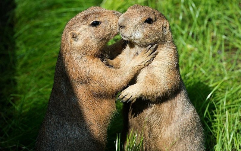 Милые луговые собачки Милые луговые собачки