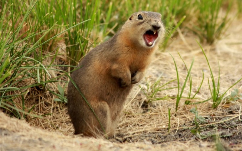 Злой зверек Злой зверек