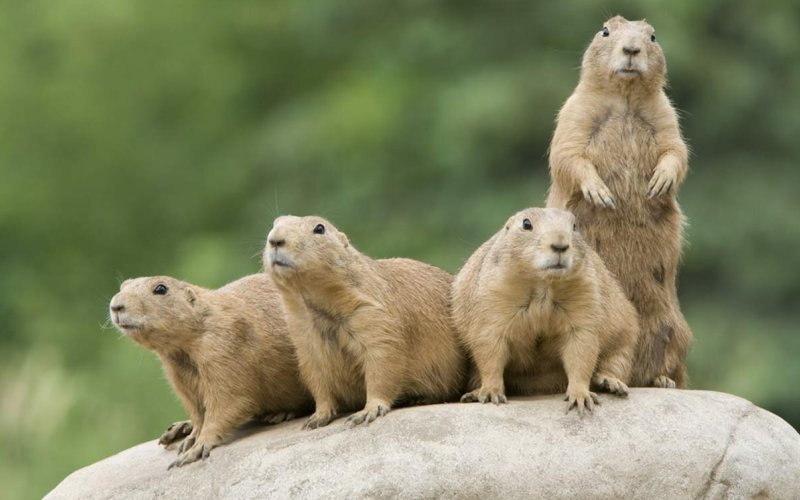 Зверьки на камне Зверьки на камне