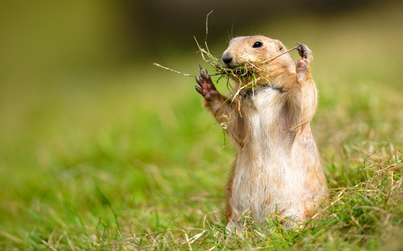 Ест траву Ест траву