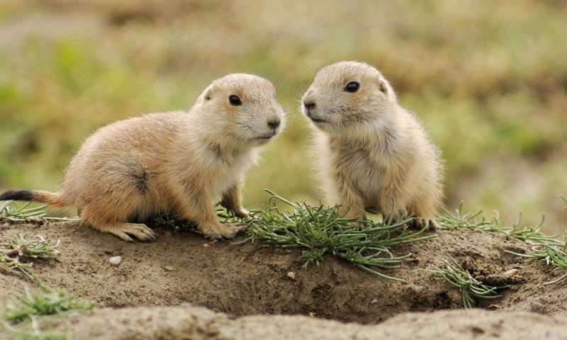Детеныши луговой собачки Детеныши луговой собачки