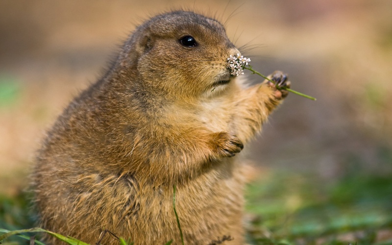 С цветочком С цветочком